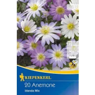 Bulbi Anemone blanda mix 20 buc Kiepenkerl