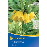 Bulb de coroană imperială Lutea 1 buc Kiepenkerl