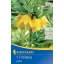 Bulb de coroană imperială Lutea 1 buc Kiepenkerl