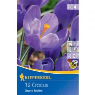   Bulb de crocus cu flori mari Grand Maitre/Blau 12 buc Kiepenkerll