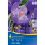 Bulb de crocus cu flori mari Grand Maitre/Blau 12 buc Kiepenkerll