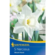 Bulb de flori narcis trompetă Mount Hood 5 buc Kiepenkerl