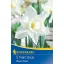 Bulb de flori narcis trompetă Mount Hood 5 buc Kiepenkerl