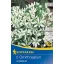 Bulbi de floare Ernyős madártej (Ornithogalum) 6 buc Kiepenkerl
