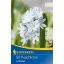 Bulbi de floare Puschkinia cu flori stelate (Puschkinia) 10 buc Kiepenkerl