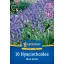 Bulb de floare Clopoțel albastru englezesc (Blue Bell) 10 buc. Kiepenkerl