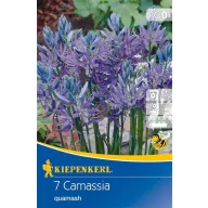Bulbi de flori Prérigyertya (Camassia) 7 buc Kiepenkerl