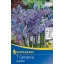 Bulbi de flori Prérigyertya (Camassia) 7 buc Kiepenkerl