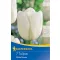 Bulb de floare lalea White Dream 7 buc Kiepenkerl
