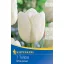 Bulb de floare lalea White Dream 7 buc Kiepenkerl