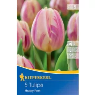Bulb de flori Lalea Happy Feet 5 buc Kiepenkerl