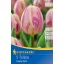 Bulb de flori Lalea Happy Feet 5 buc Kiepenkerl