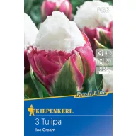 Bulb de floare Lalea Înghețată 3 buc Kiepenkerl