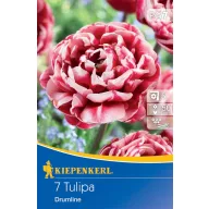 Bulb Lalea cu floare completă Drumline 7 buc Kiepenkerl
