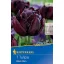 Bulb de floare Lalea Negru Hero 7 buc Kiepenkerl