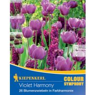   Bulbi de flori Colour Symphony mega pachet Violet Harmony 26 buc Kiepenkerl