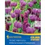 Bulbi de flori Colour Symphony mega pachet Violet Harmony 26 buc Kiepenkerl