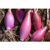 Dughagyma Sonkahagyma de toamnă 300 g