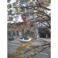   Față de sperietoare pentru păsări (față înspăimântătoare)