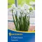 Bulbi de narcise Paperwhite 5 buc Kiepenkerl