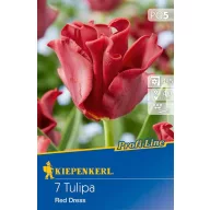Bulbi de lalea Red Dress 7 buc Kiepenkerl
