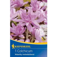   Bulb de flori Kikerics (Colchicum) Waterlily 1 buc. Kiepenkerl