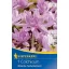 Bulb de flori Kikerics (Colchicum) Waterlily 1 buc. Kiepenkerl