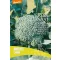 Broccoli organic Limba Pure Seed aprox. 50 de semințe