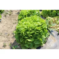 Rucola organică Selvatica Pure seed aprox. 4 m2