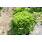 Rucola organică Selvatica Pure seed aprox. 4 m2