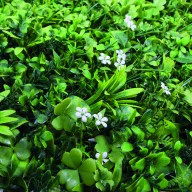   Perete verde cu frunze de iasomie VERTICAL JAZMIN verde- alb 1 x 1 m