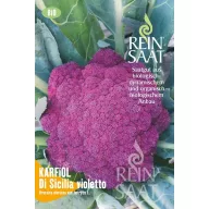   Conopidă violet Di Sicillia violetto Pure Seed aproximativ 50 de semințe