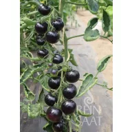   Tomate negre organice Indigo Rose Rein Semințe aprox. 20 semințe