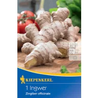 Ginger tuber Kiepenkerl 1 bucată