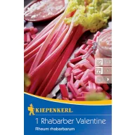 Rabarbă Valentine Kiepenkerl 1 plantă
