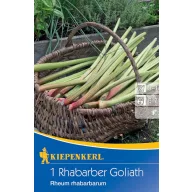 Rabarbăr Goliat Kiepenkerl 1 plantă