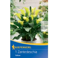 Bulb de flori Kale (Zantedeschia) galben Kiepenkerl 1 buc