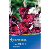 Bulb Sabie Floare de spadă Black Star Kiepenkerl 8 buc