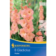 Bulb de flori Sabie de flori Praga Kiepenkerl 8 buc