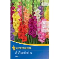 Bulb de flori Swordflower Mix Kiepenkerl 8 buc