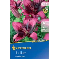 Bulb de floare Lily Purple Eye Kiepenkerl 1 buc