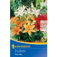 Bulb Lily mix de culori Pixie Mix Kiepenkerl 3 buc