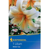 Bulb de flori Lily Mister Cas Kiepenkerl 1 buc