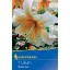 Bulb de flori Lily Mister Cas Kiepenkerl 1 buc