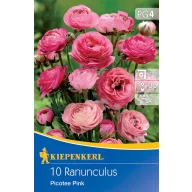 Bulbi Buttercup Picotee Pink Kiepenkerl 10 buc.