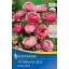 Bulbi Buttercup Picotee Pink Kiepenkerl 10 buc.
