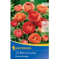 Bulbi Buttercup Picotee Orange Kiepenkerl 10 buc.