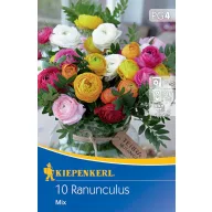 Bulb Buttercup amestec de culori Kiepenkerl 10 buc.
