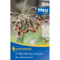   Bulb de flori usturoi sicilian cu miere (Nectaroscordum) 5 buc Kiepenkerl