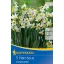 Bulb Botanika daffodil Canaliculatus 5 buc Kiepenkerl